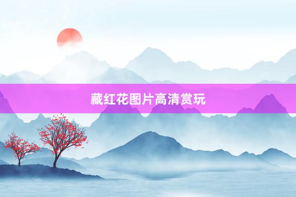 藏红花图片高清赏玩
